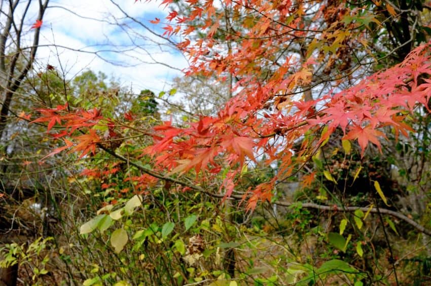黒川温泉。まだ紅葉は残ってた。