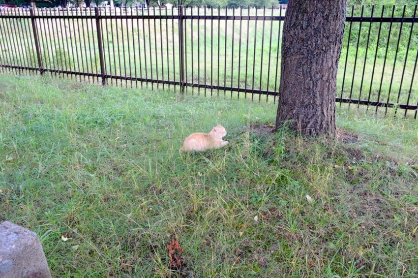 霞城公園のにゃんこ