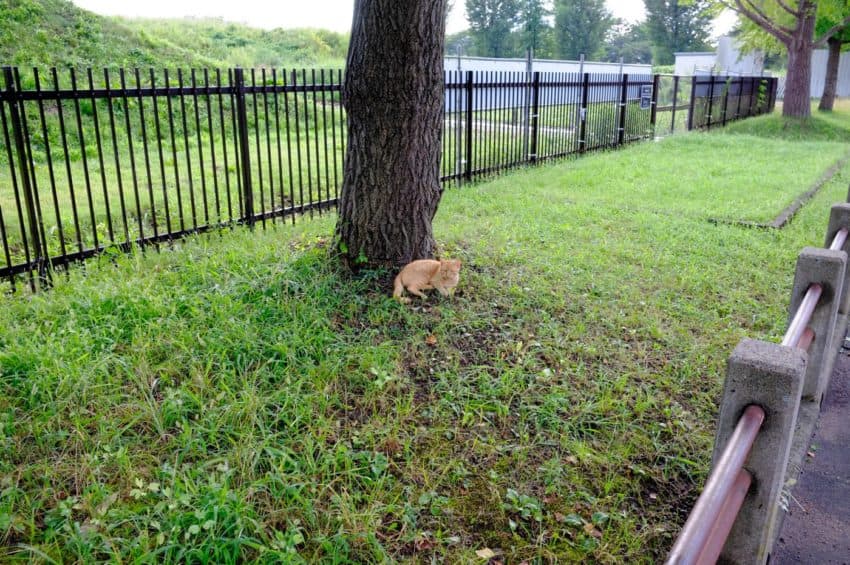 霞城公園のにゃんこ