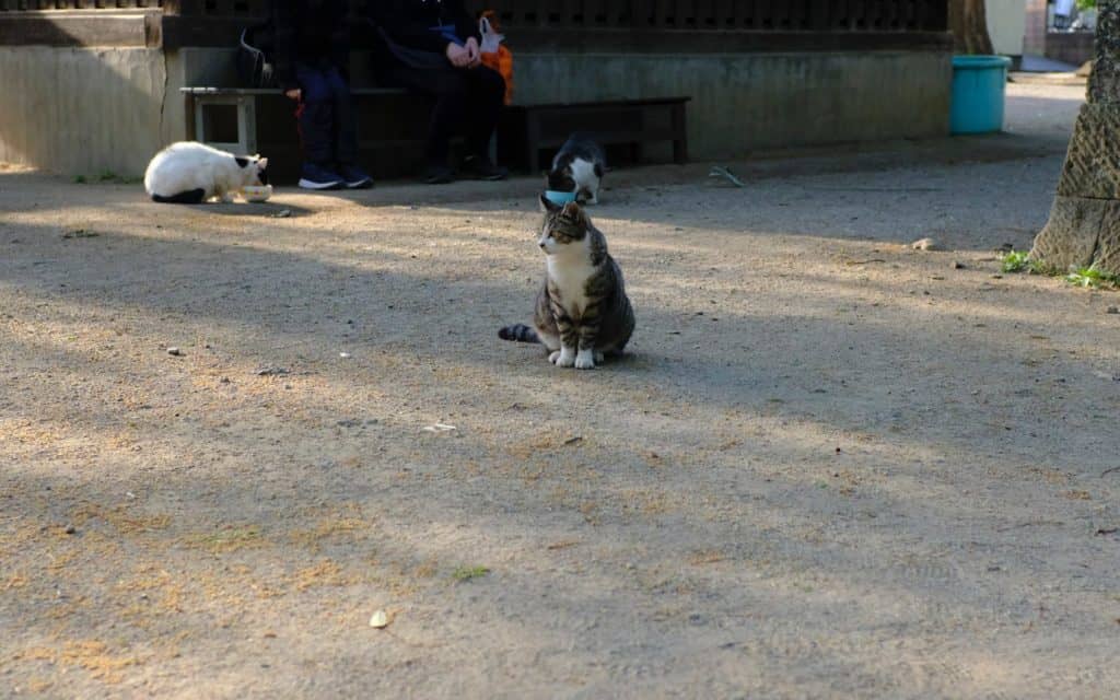 X100Fと猫