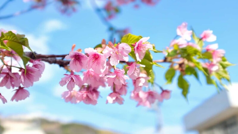駅メモと行く伊豆熱川の旅