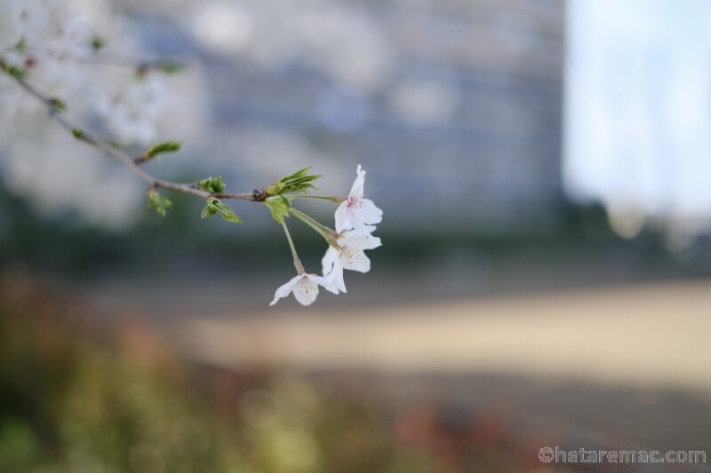X-Pro3と単焦点レンズで春の花を撮る